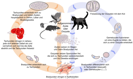 Lebenszyklus Toxoplasmose