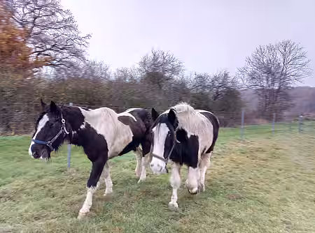 So eine Zahnkontrolle findet kein Pferd besonders toll. Aber bleiben die Zähne gesund, bereitet das Fressen keine Probleme. So eine Zahnkontrolle findet kein Pferd besonders toll. Aber bleiben die Zähne gesund, bereitet das Fressen keine Probleme.