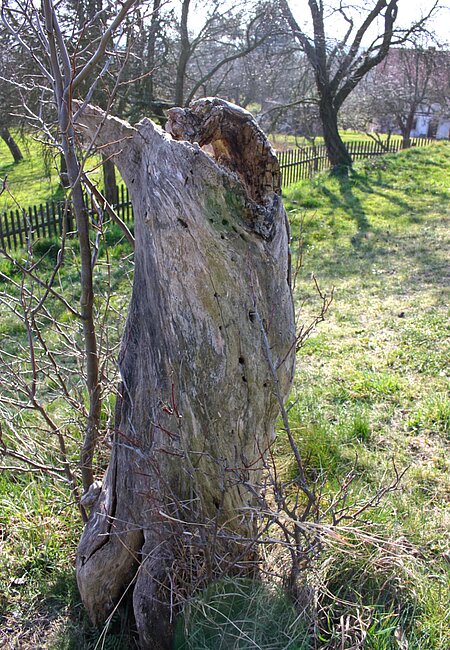 Stehendes Totholz/Obstbaum-Stamm