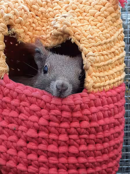 Die Eichhörnchen lieben ihre kleinen Hängematten in den Auswilderungsvolieren.