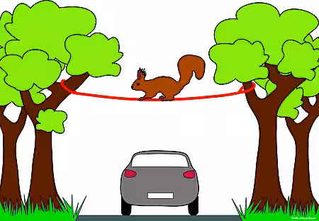 Eichhörnchenseil von aktion tier