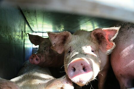 Armes Schwein: Genau solche Bilder will die Fleischlobby eigentlich verhindern.