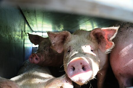 Armes Schwein: Genau solche Bilder will die Fleischlobby eigentlich verhindern.