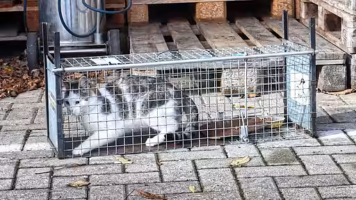 Wir fangen die scheuen Tiere mit Lebendfallen.