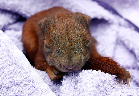 Eichhörnchen-Baby