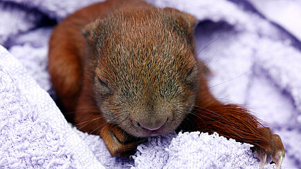 Eichhörnchen-Baby. 