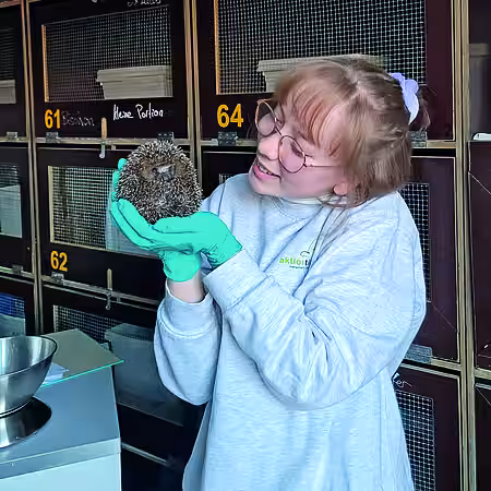Angelina holt einen Igel zum Wiegen aus der Box. Angelina holt einen Igel zum Wiegen aus der Box.
