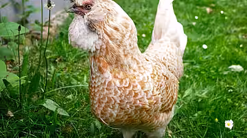 Zweinutzungs-Rassehühner wie dieses extrem gefährdete Brabanter-Haubenhuhn bezieht man am besten direkt vom Züchter.