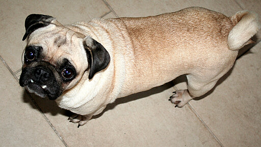 Ein Mops steht auf dem Boden und schaut in die Kamera.