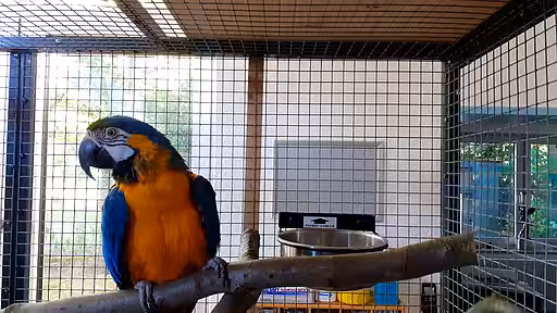 Gelbbrustara Jacob in neuer Voliere.