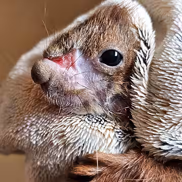 Eichhörnchen Tory