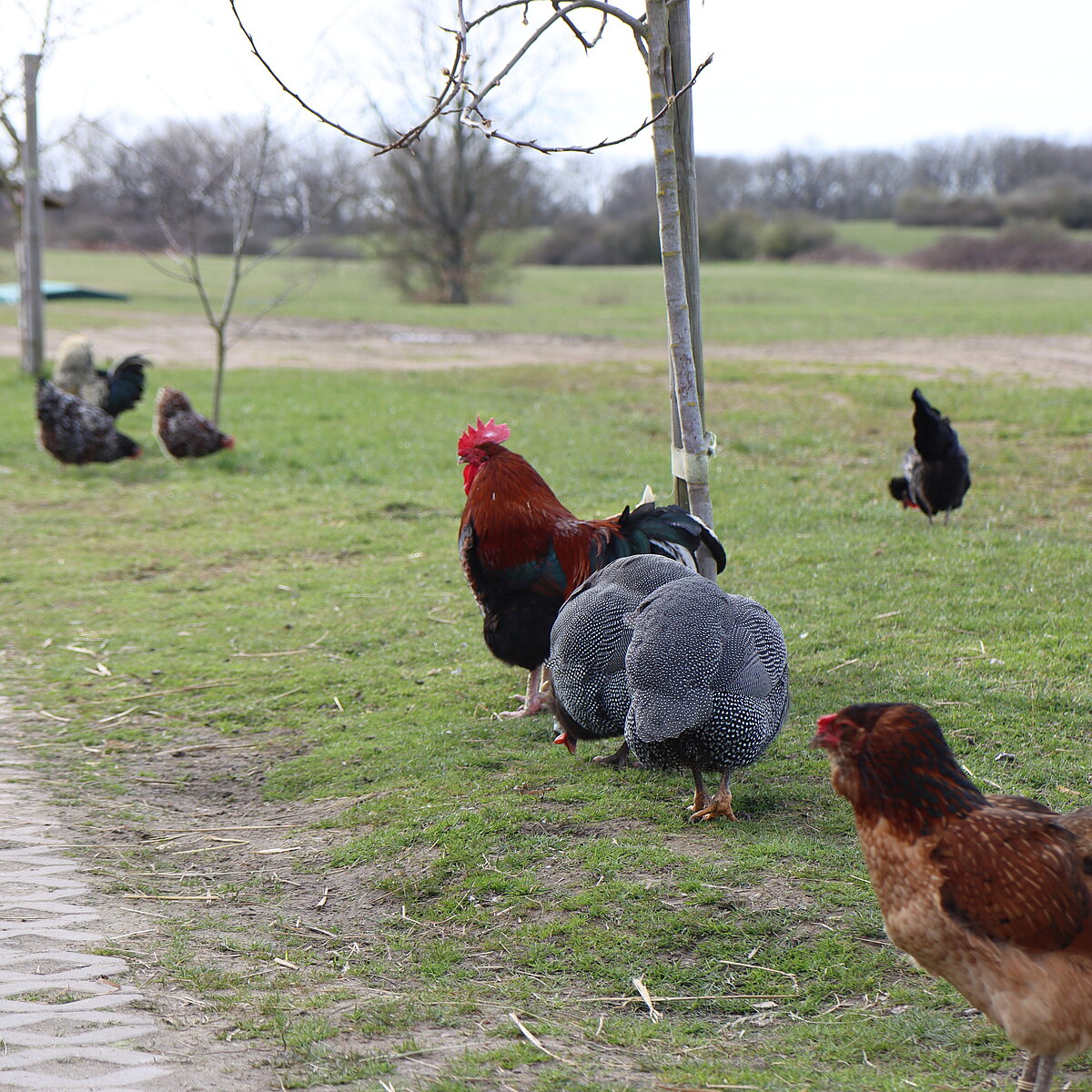 aktion tier menschen fur tiere e v tierwissen