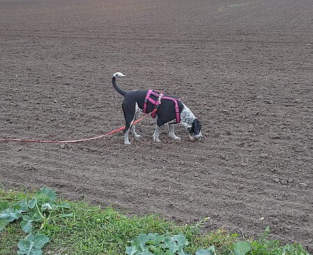 Futtersuche auf dem freien Feld. 