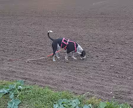 Futtersuche auf dem freien Feld. Futtersuche auf dem freien Feld.