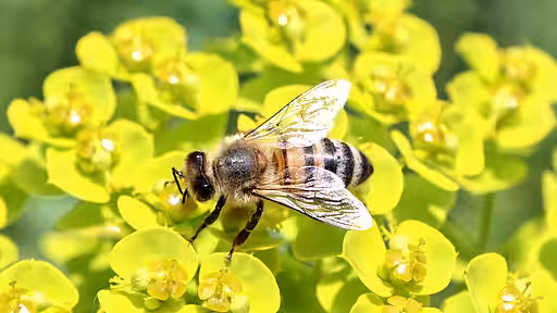 Die Buckfast-Biene ist eine durch gezielte Kreuzungszucht entstandene Hochleistungs-Hybridbiene. Die Buckfast-Biene ist eine durch gezielte Kreuzungszucht entstandene Hochleistungs-Hybridbiene.