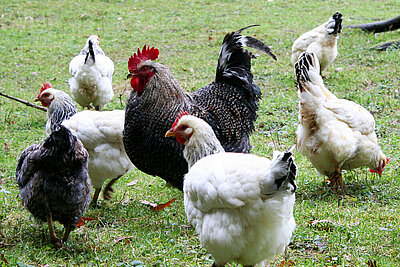 Hühnerhaltung im eigenen Garten wird immer beliebter. Foto: © Ursula Bauer