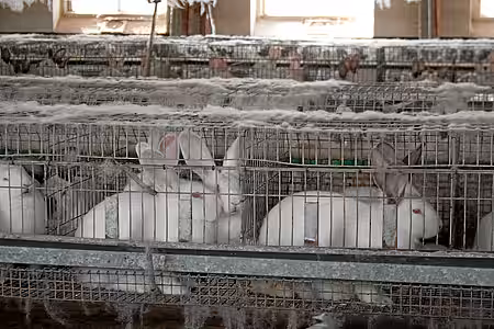 Kaninchenmastbetrieb von Innen