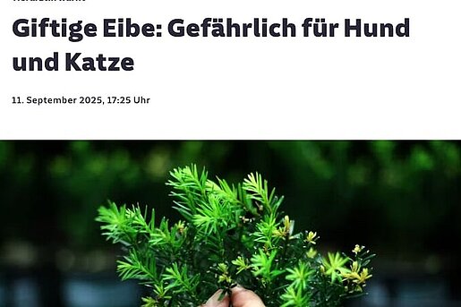 Giftige Eibe: Gefährlich für Hund und Katze – Süddeutsche