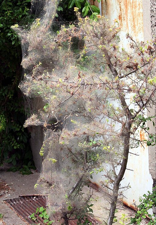 Ein gesunder Busch oder Baum übersteht den Kahlfrass und treibt bald wieder aus.