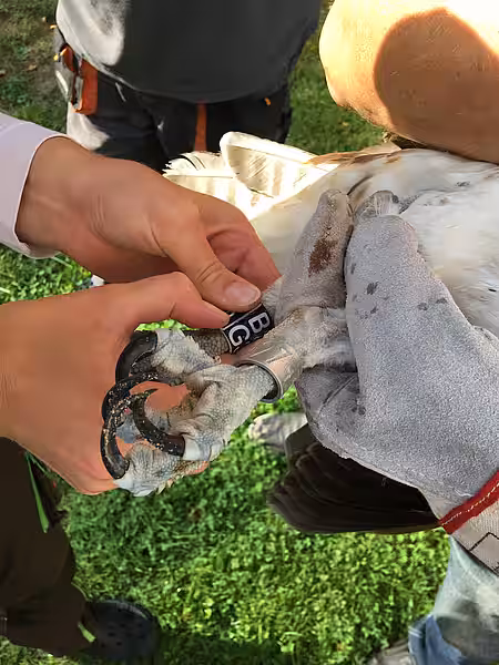 Beringung mit Vogelwartenring und Kennring Beringung mit Vogelwartenring und Kennring