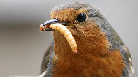 Europäisches Rotkehlchen (Erithacus rubecula) mit Mehlkäferlarve. 