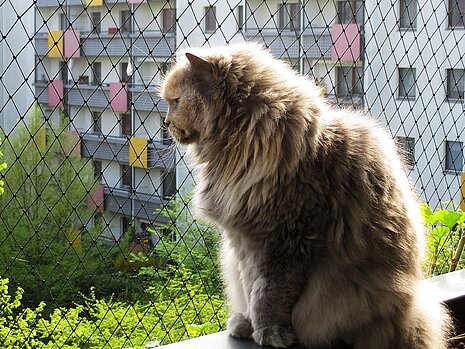Katze auf Balkon mit Schutzvorrichtung Katze auf Balkon mit Schutzvorrichtung