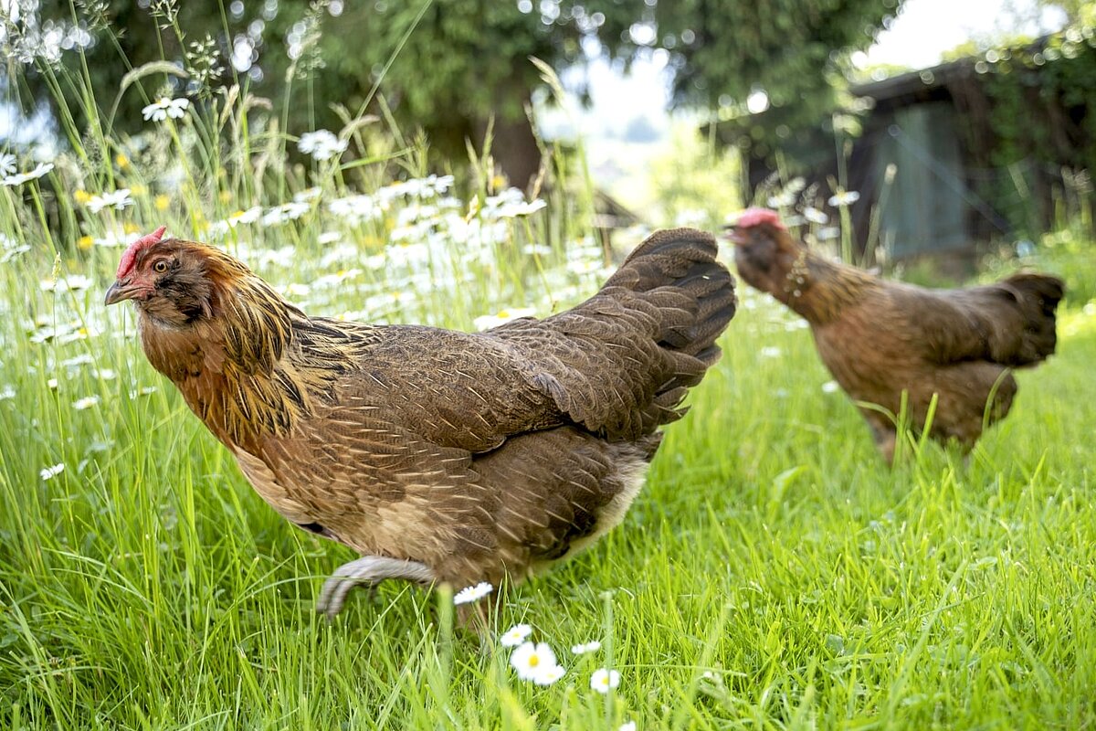 aktion tier – Menschen für Tiere e.V.: Hobby-Huhn: Tipps zur privaten  Hühnerhaltung