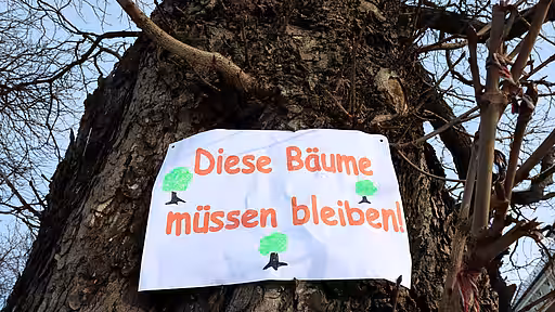 Bürgerproteste gegen Baumfällungen sind oft erfolgreich.