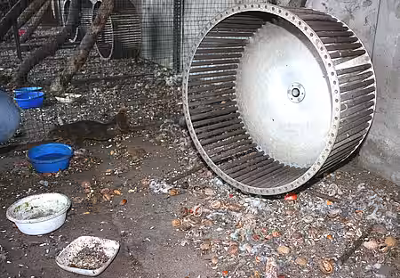 Verdreckte Volieren und leere Futterschalen