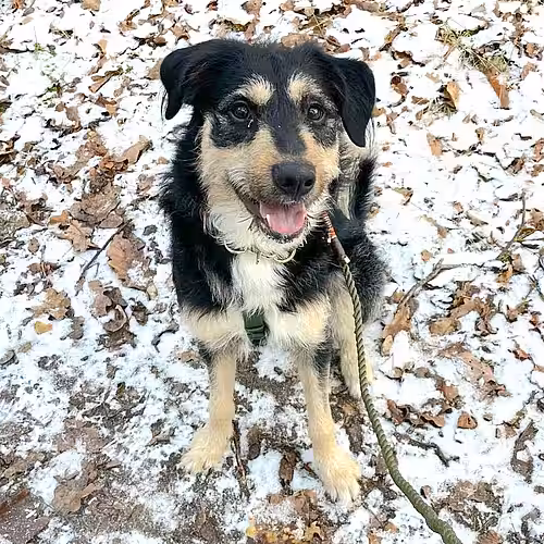 Fundhund Nico Fundhund Nico