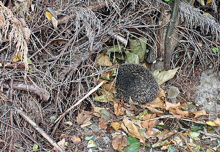 Igel