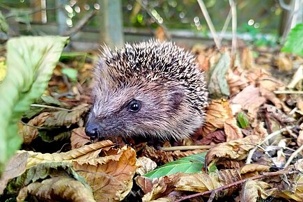 Dieser junge Igel ist tagsüber unterwegs, um Futter zu suchen.