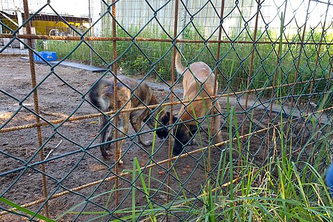 Vernachlässigte Malinois in Brandenburg