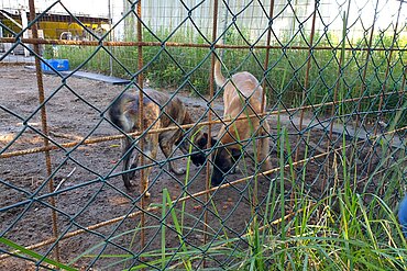 Vernachlässigte Malinois in Brandenburg