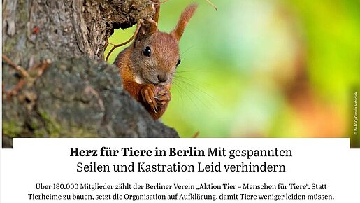 Der Tagesspiegel | Herz für Tiere in Berlin: Mit gespannten Seilen und Kastration Leid verhindern