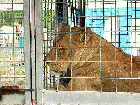 Löwe im Zirkus