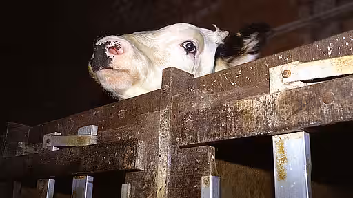 Tiere werden quer durch Europa transportiert – oft unter beengten Bedingungen und mit enormem Stress. Tiere werden quer durch Europa transportiert – oft unter beengten Bedingungen und mit enormem Stress.