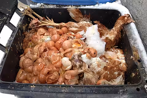 Tote Hühner und weggeworfene Eier aus einem Mastbetrieb – enge Haltung und hohe Tierzahlen gelten als Risikofaktoren für die Entstehung und Verbreitung neuer Krankheitserreger. 