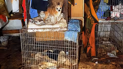 Hunde in provisorischen Zwingern