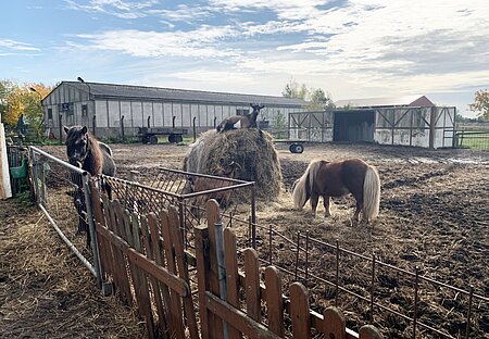 Tierschutzwidrige Haltung von 2 Eseln, 2 Ponys und 4 Ziegen