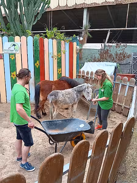 Auch tägliches Misten des Paddocks gehört zu den Alltagsaufgaben.