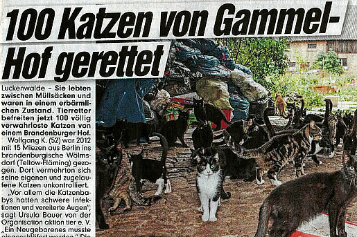BILD | 100 Katzen von Gammel-Hof gerettet
