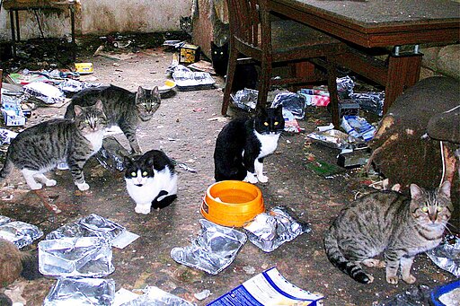Diese Katzen haben vor Hunger Müll gefressen.