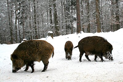 Im Winter sollten Wildtiere Ruhe haben.