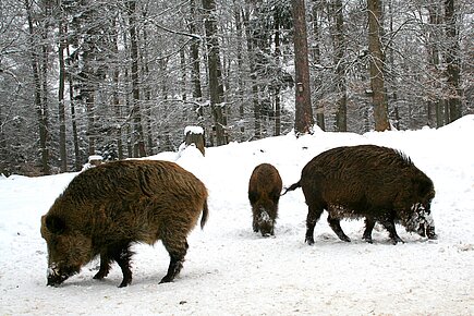 Im Winter sollten Wildtiere Ruhe haben.