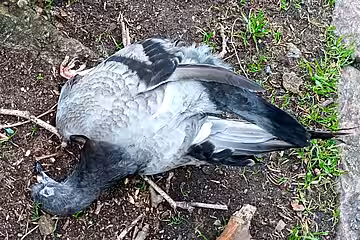 Stadttauben leben und sterben still.