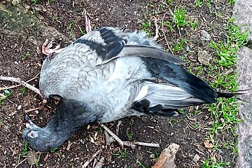 Stadttauben leben und sterben still.