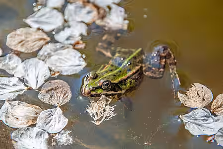 Eine Wasserschale wird gerne angenommen.