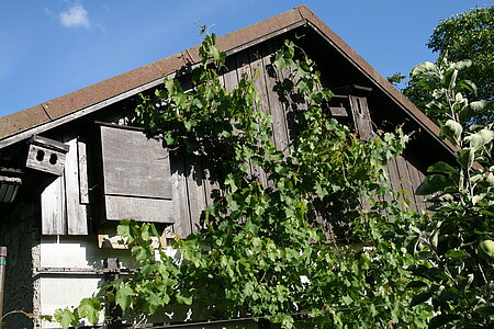 Nisthilfen für Fledermäuse, Hornissen und Höhlenbrüter. 