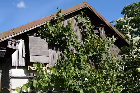 Nisthilfen für Fledermäuse, Hornissen und Höhlenbrüter. 